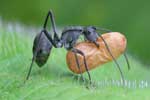 прикольные картинки муравьев