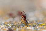 насекомые муравьи картинки