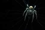 картинки про пауков