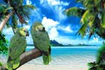 картинки животных попугаев