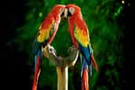 красивые картинки попугаев