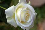 белые розы картинки