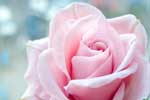 розовые розы картинки