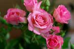самые красивые розы картинки