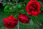 картинки розы бесплатно