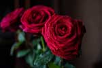 картинки розы бесплатно
