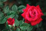 самые красивые розы картинки