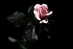 розовые розы картинки