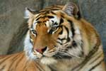 тигр фото картинки