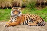 картинки тигров бесплатно