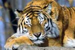 тигр фото картинки