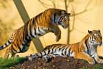 картинки тигров бесплатно