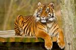 картинки про тигров
