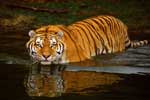 картинки про тигров
