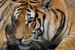 картинки тигров для срисовки
