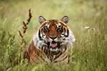 картинки на телефон тигры