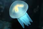 медуза картинка для детей