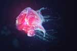 картинки про медузу