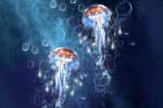 картинки на рабочий стол медузы
