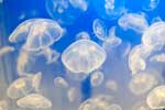 медуза фото картинки