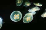 медуза фото картинки