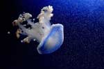 картинка медузы в море