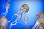 морские медузы картинки