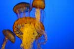 морские медузы картинки