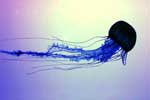 красивые картинки медуз