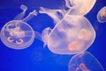 медуза картинка для детей