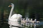 картинки лебедей на озере