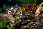картинки животные леопарды