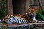 смотреть картинки леопардов