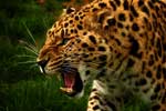 картинки леопарда красивые