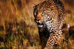 леопард фото картинки