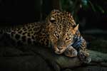 леопард фото картинки