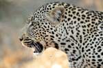 картинки про леопардов