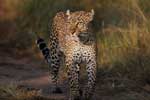 картинки про леопардов