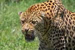 картинки леопарда красивые