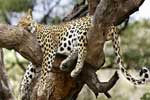 картинки животные леопарды