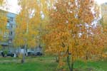 картинки листьев осени