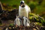 пингвин картинка для детей