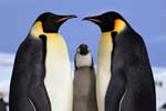 красивые картинки пингвинов