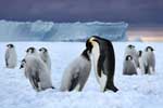 картинки про пингвинов