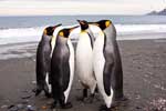 милые пингвины картинки