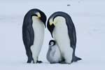 пингвин картинка для детей