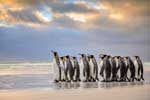 картинки животных пингвин