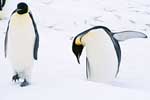 пингвин картинка бесплатно