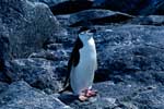 картинки животных пингвин