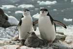 красивые картинки пингвинов